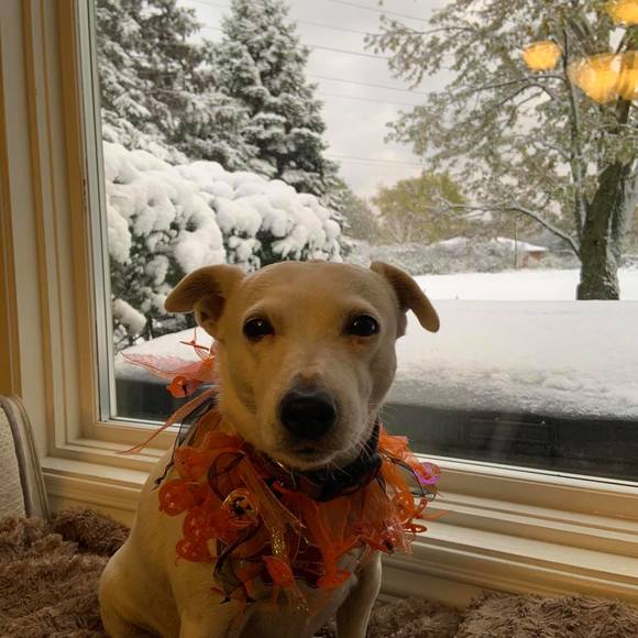 Meet your Posher, Caroline - Picture 1 of 1